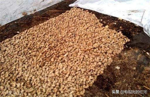姜种处理过程中，是掰姜后催芽好，还是催芽后掰姜好？