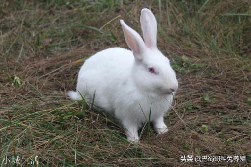 一百只种母兔需要多大的场地？有什么注意的吗？