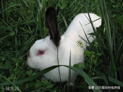 一百只种母兔需要多大的场地？有什么注意的吗？