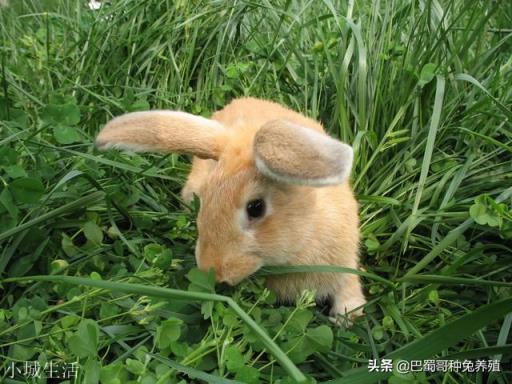 一百只种母兔需要多大的场地？有什么注意的吗？