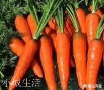 栽种胡萝卜时,它的肉质根苦味的原因和防止措施有哪些?