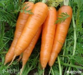 栽种胡萝卜时,它的肉质根苦味的原因和防止措施有哪些?