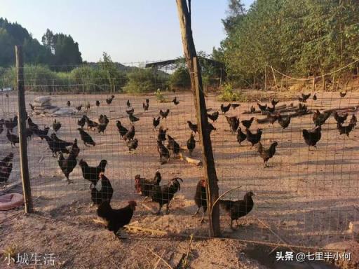 传统养殖是不是应该放弃?
