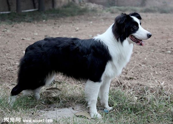 训练边境牧羊犬跳跃的方法