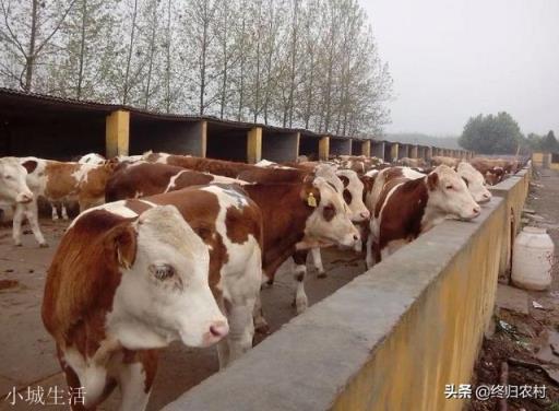 西方国家多以牛肉为主，为何我国不大量发展肉牛养殖出口？