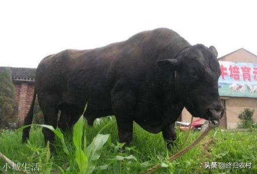 西方国家多以牛肉为主，为何我国不大量发展肉牛养殖出口？
