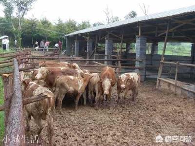 在有土地种牧草的情况下，养10头黄牛大概有多少成本？