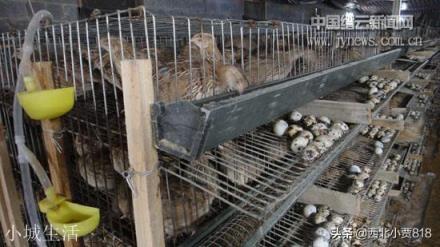 养殖鹌鹑利润怎么样？