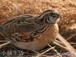 养殖鹌鹑利润怎么样？