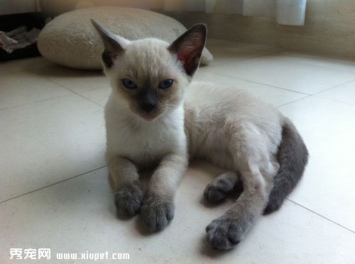 如何给暹罗猫挑选最正确最适合的猫粮呢?
