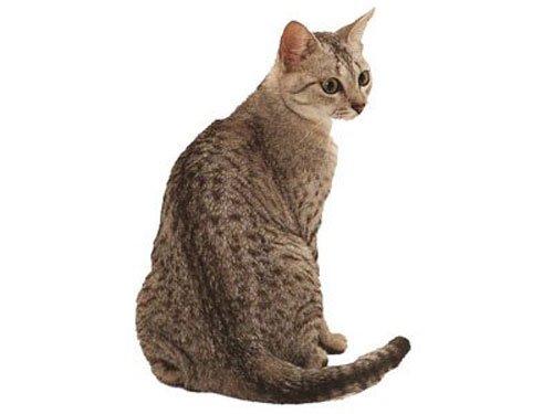埃及猫的历史起源及价格