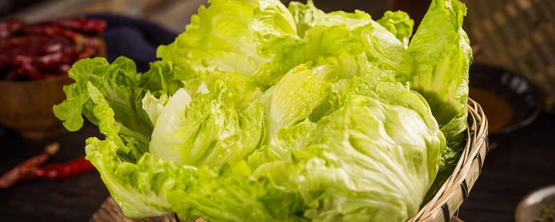 白菜和娃娃菜一样吗
