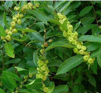 算盘子根的功效与作用及禁忌