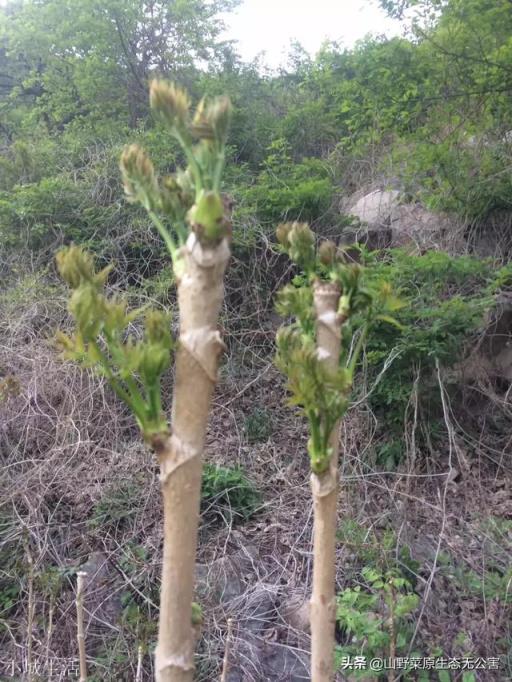 刺嫩芽如何种植？