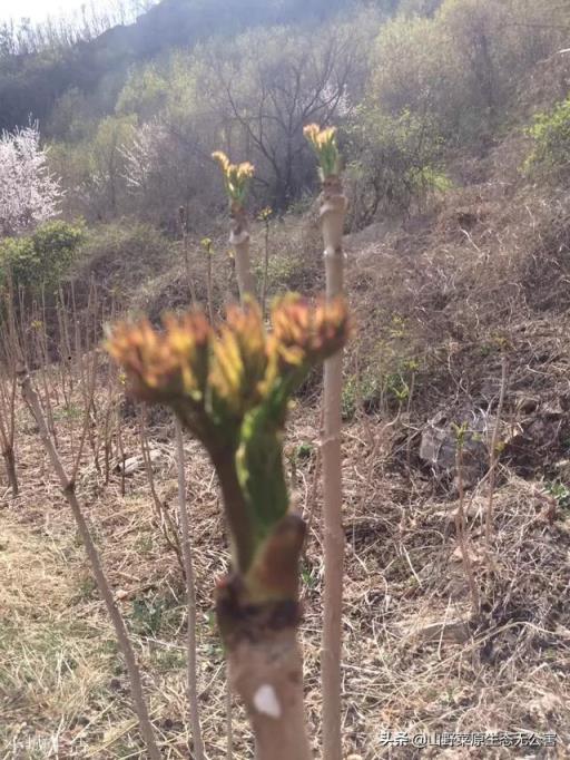刺嫩芽如何种植？