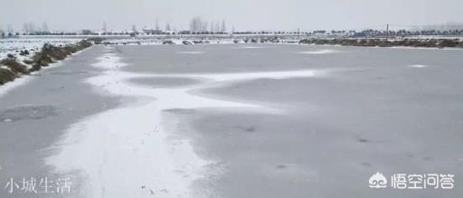 下雪天小龙虾会冻死吗？如何管理？