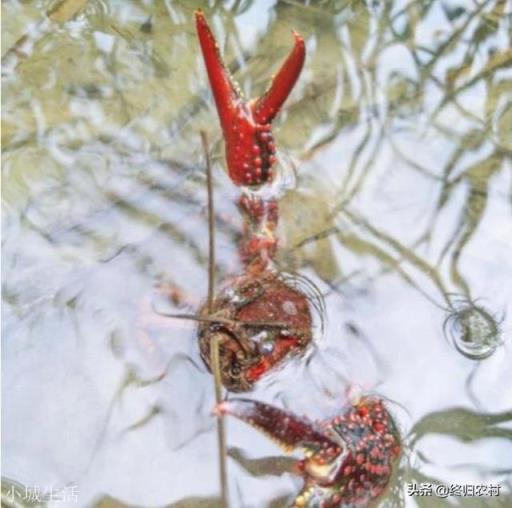 下雪天小龙虾会冻死吗？如何管理？