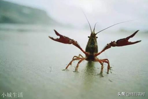 下雪天小龙虾会冻死吗？如何管理？