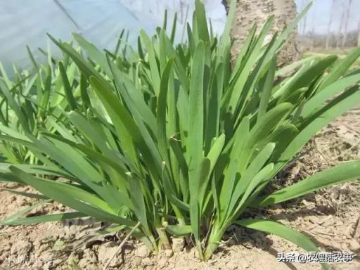 种植的韭菜，一年可以收割几茬？收割完一茬后要怎么管理？