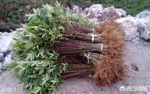 花椒树怎样栽培？