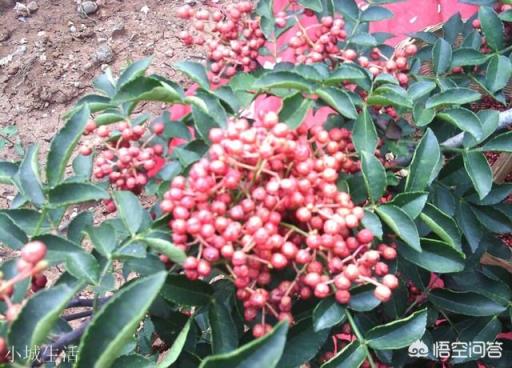 花椒树怎样栽培？