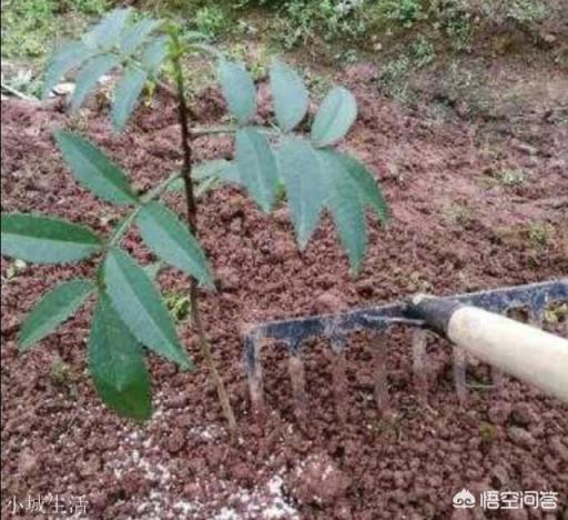 花椒树怎样栽培？