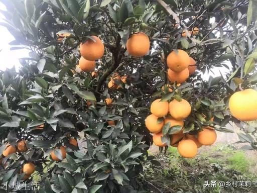 脐橙树种植有哪些技术能少打药，保质技术？