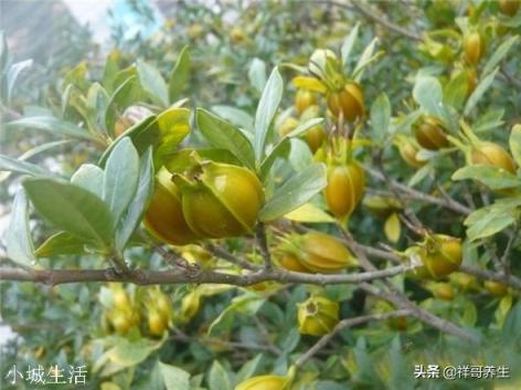 酱熟食的卤水放什么能让颜色漂亮，最好是黄色有点红亮那种？