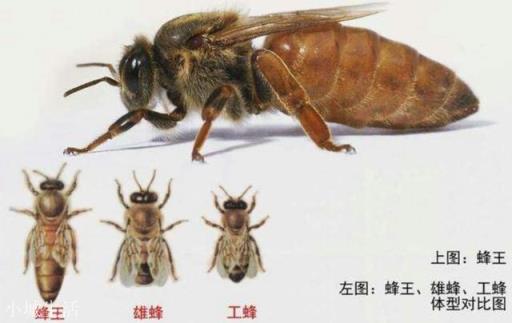 侦察蜂一般在一个地方侦查多久？