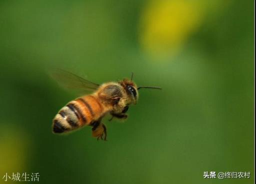 侦察蜂一般在一个地方侦查多久？