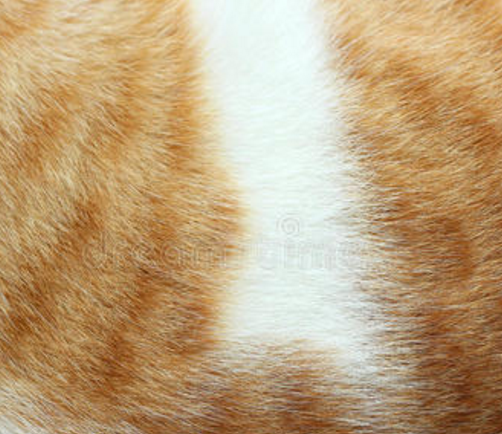 猫皮毛的功效与作用及禁忌