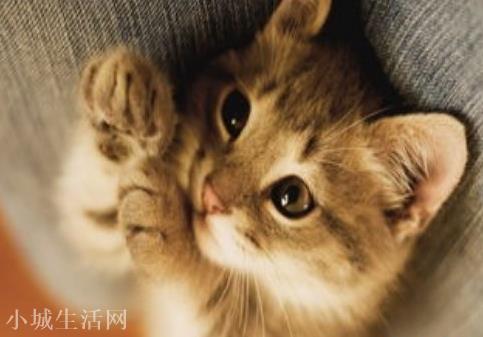 梦见猫和自己一块睡，周公解梦与心灵深处的寓意