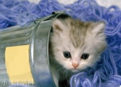 梦见猫的寓意 梦见猫是什么意思