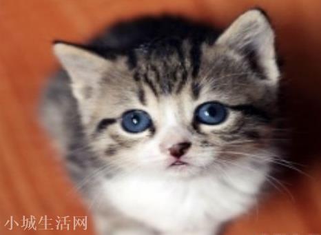 梦见猫的寓意 梦见猫是什么意思