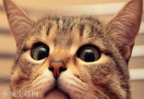 梦见猫的寓意 梦见猫是什么意思