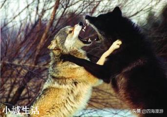 如果不幸被困在野外并且被凶悍的狼群包围了,只有两把冲锋枪应该如何保护自己?