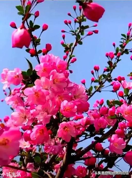绿树挂紅日,如何对?