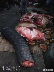 非洲人吃不吃大象?大象肉好吃吗?