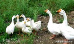 民间传说有鹅的地方蛇跑光是真的吗？为什么？