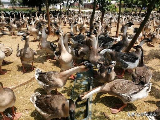 民间传说有鹅的地方蛇跑光是真的吗？为什么？