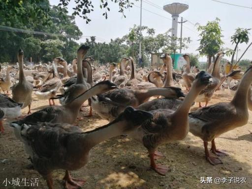民间传说有鹅的地方蛇跑光是真的吗？为什么？