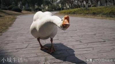 民间传说有鹅的地方蛇跑光是真的吗？为什么？