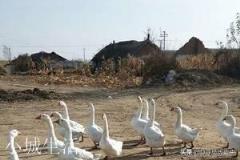 民间传说有鹅的地方蛇跑光是真的吗？为什么？