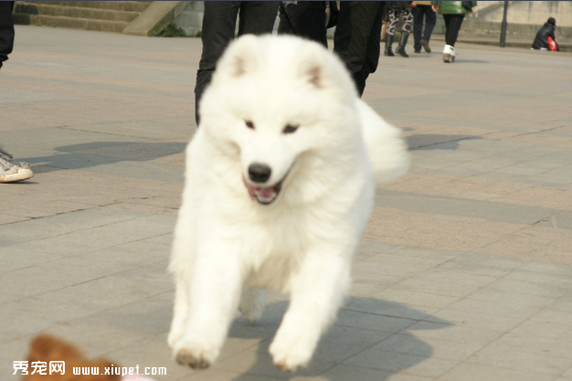 教你如何从小喂养萨摩耶犬