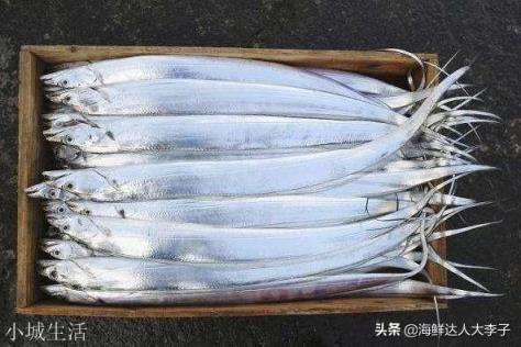 有人说带鱼一被带离海面，身体就会发生自爆，这是真的吗？为什么我们吃的带鱼都是完整的？