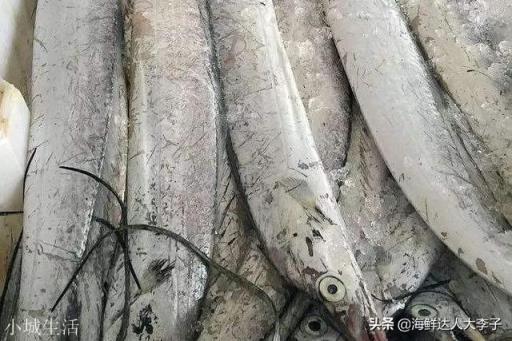 有人说带鱼一被带离海面，身体就会发生自爆，这是真的吗？为什么我们吃的带鱼都是完整的？