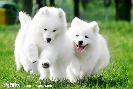 如何选购优良的萨摩耶犬？