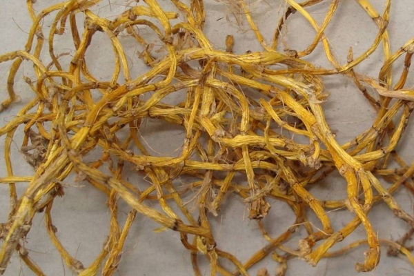 小环钗的功效与作用_小环钗功效主治