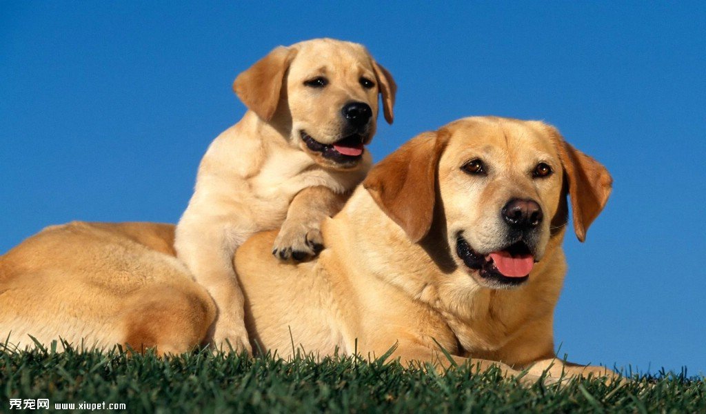 拉布拉多寻回犬在老龄阶段该如何饲养
