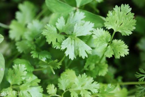 香菜为什么叫盐碎？
